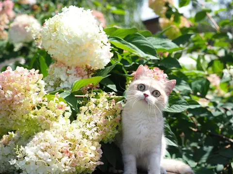 Британский котенок Амура