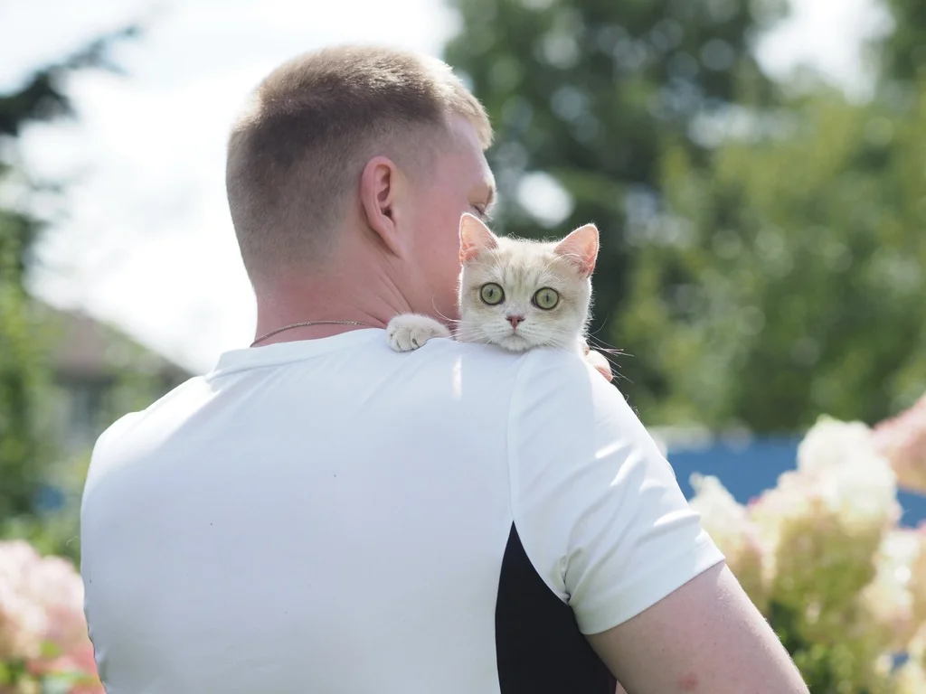 Британский котенок Амура - миниатюра 4
