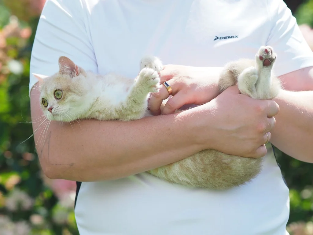 Британский котенок Амура - миниатюра 7