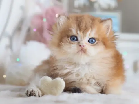 Британский котенок Изумруд