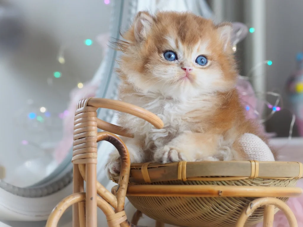 Британский котенок Изумруд - миниатюра 5