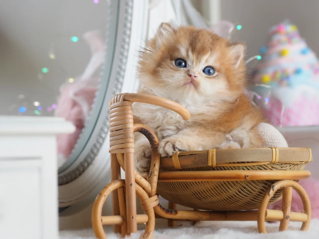 Британский котенок Изумруд - миниатюра 6