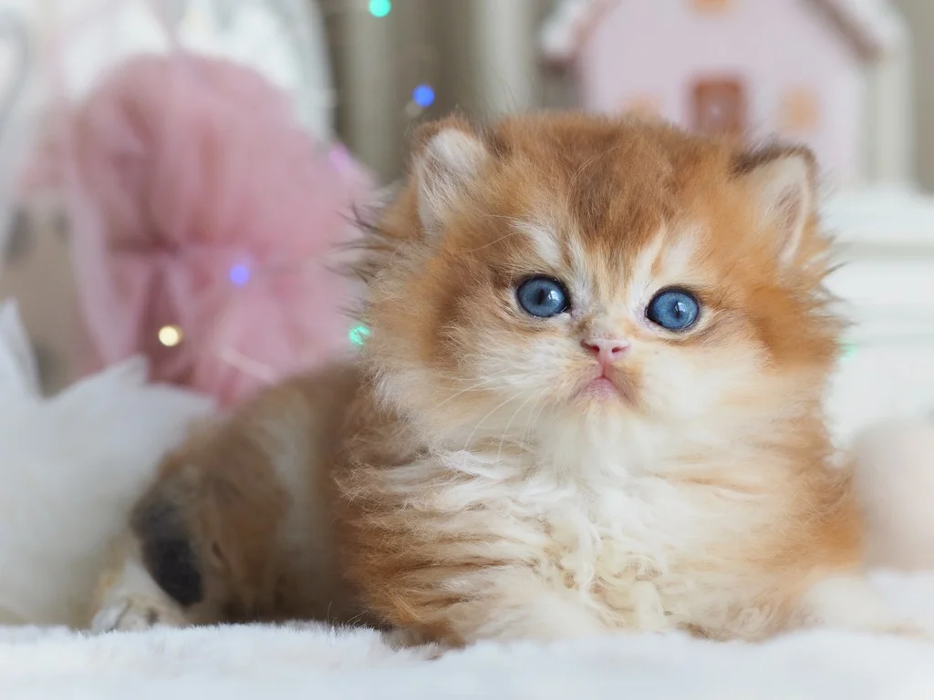 Британский котенок Изумруд - миниатюра 8