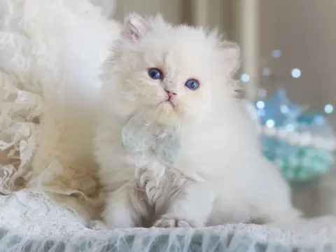Британский котенок Хэнк