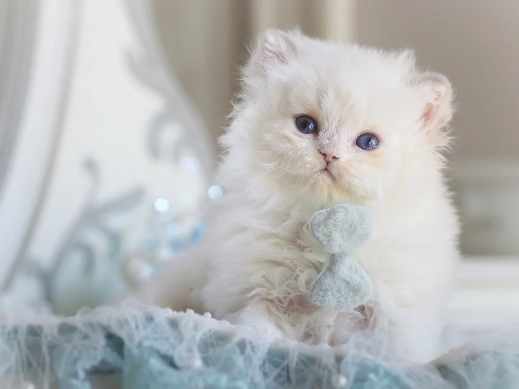 Британский котенок Хэнк - миниатюра 5