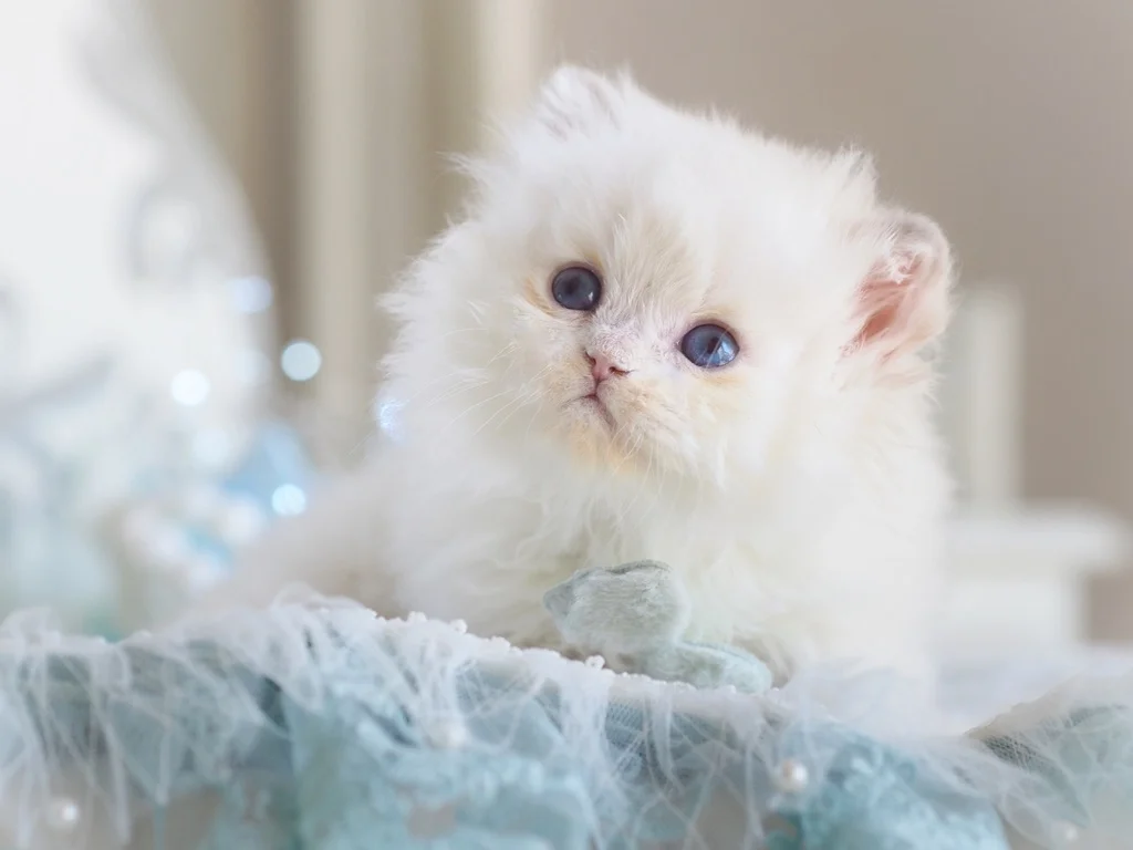 Британский котенок Хэнк - миниатюра 6
