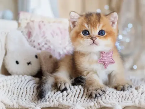 Британский котенок Генри