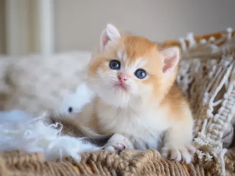 Британский котенок Харви