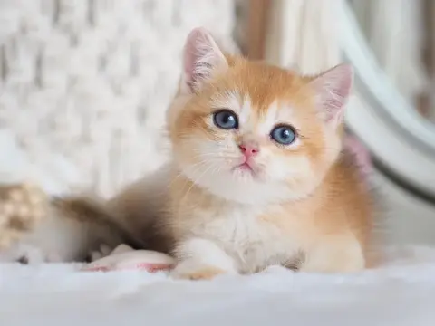 Британский котенок Грация