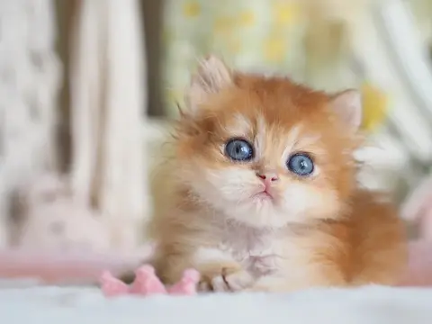 Британский котенок Гармония