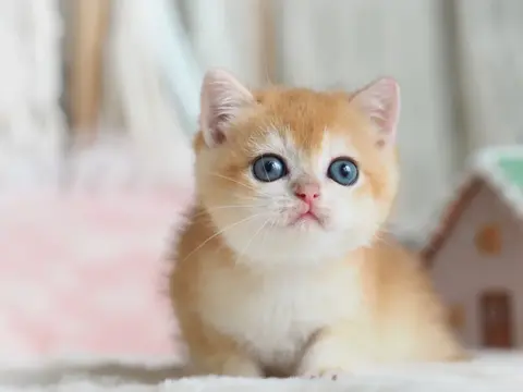 Британский котенок Госпожа