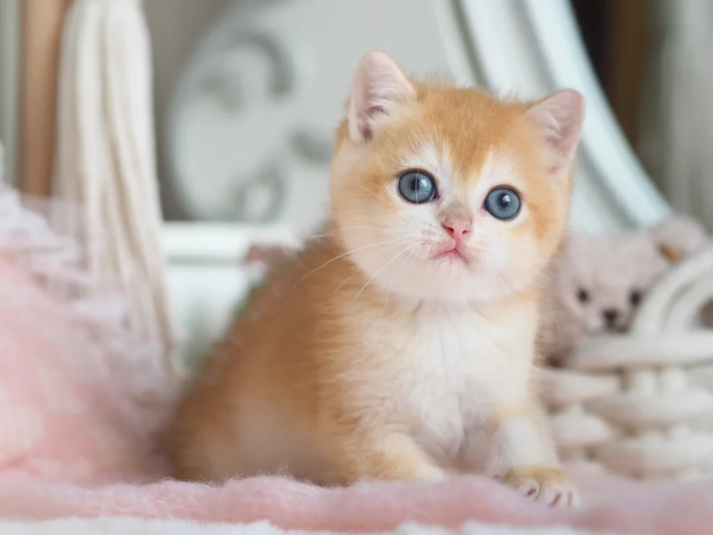 Британский котенок Госпожа - миниатюра 4