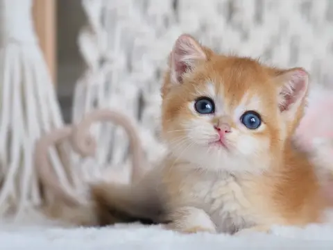Британский котёнок Джерсон