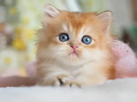 Британский котенок Ганстер