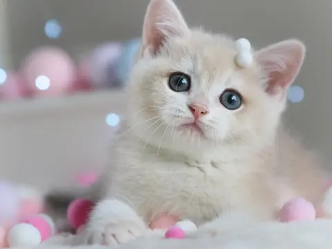 Британский котенок Феликс
