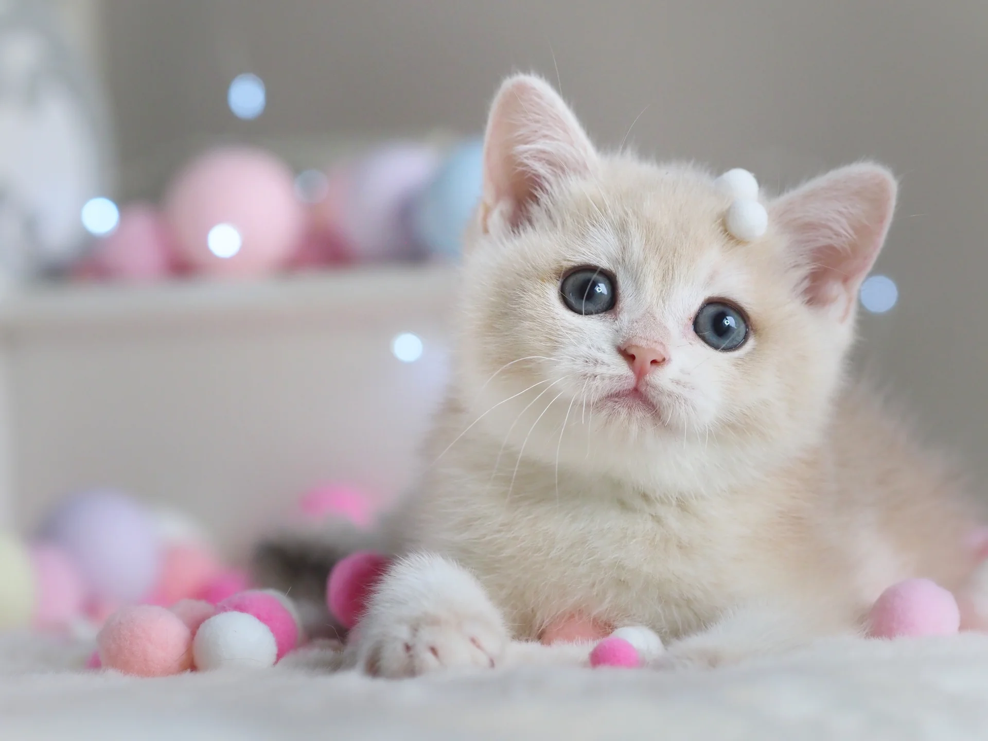 Британский котенок Феликс - миниатюра 2