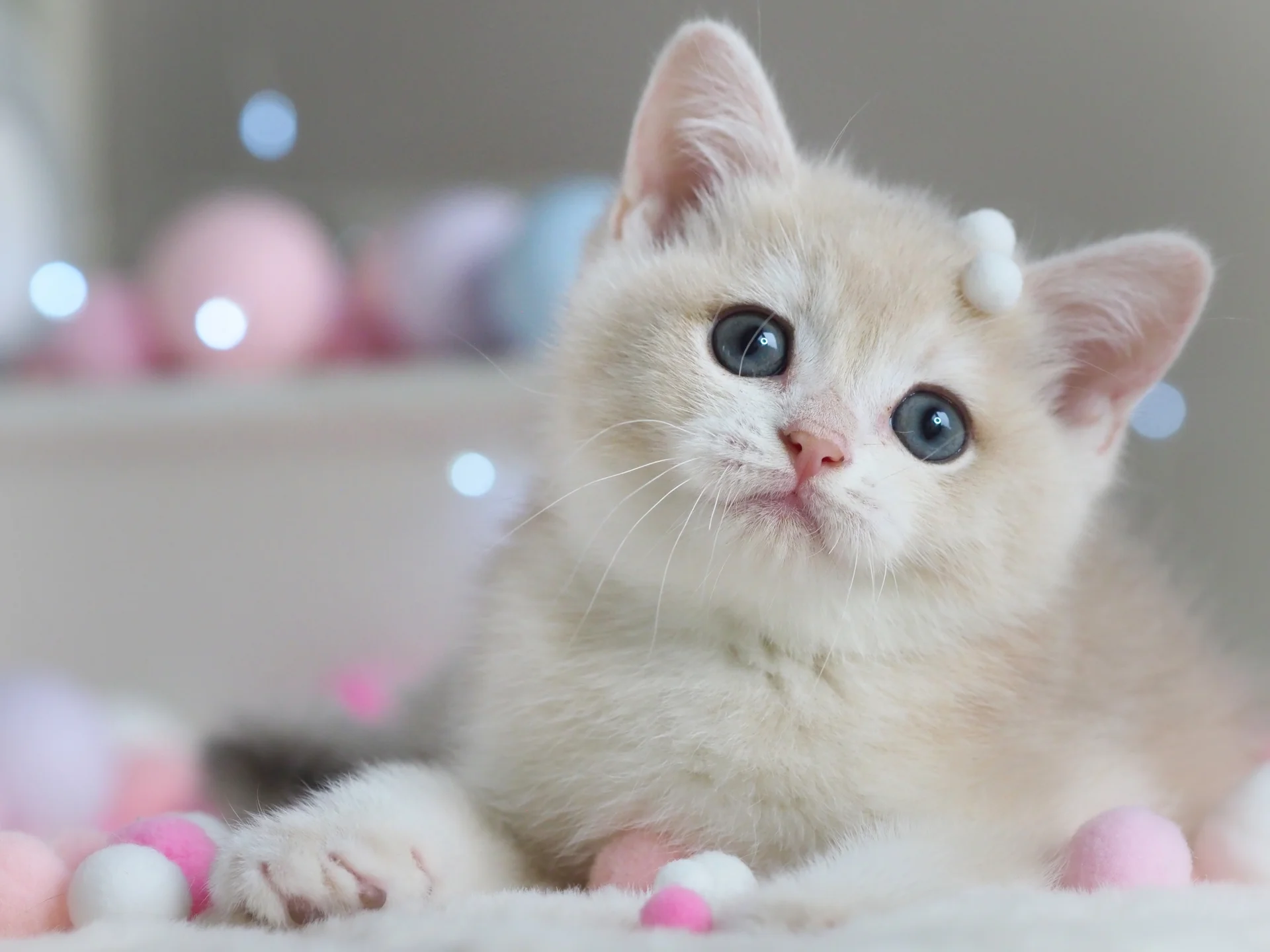 Британский котенок Феликс - миниатюра 3