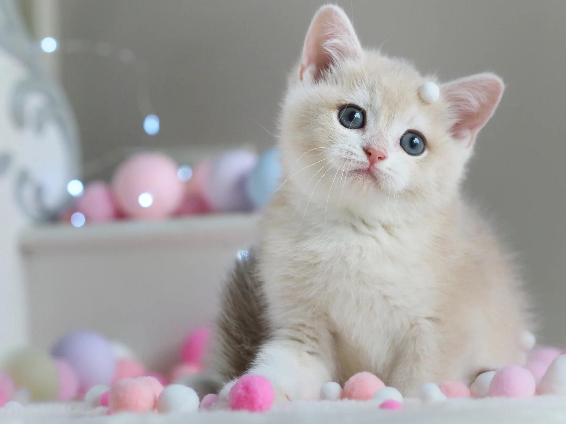 Британский котенок Феликс - миниатюра 4