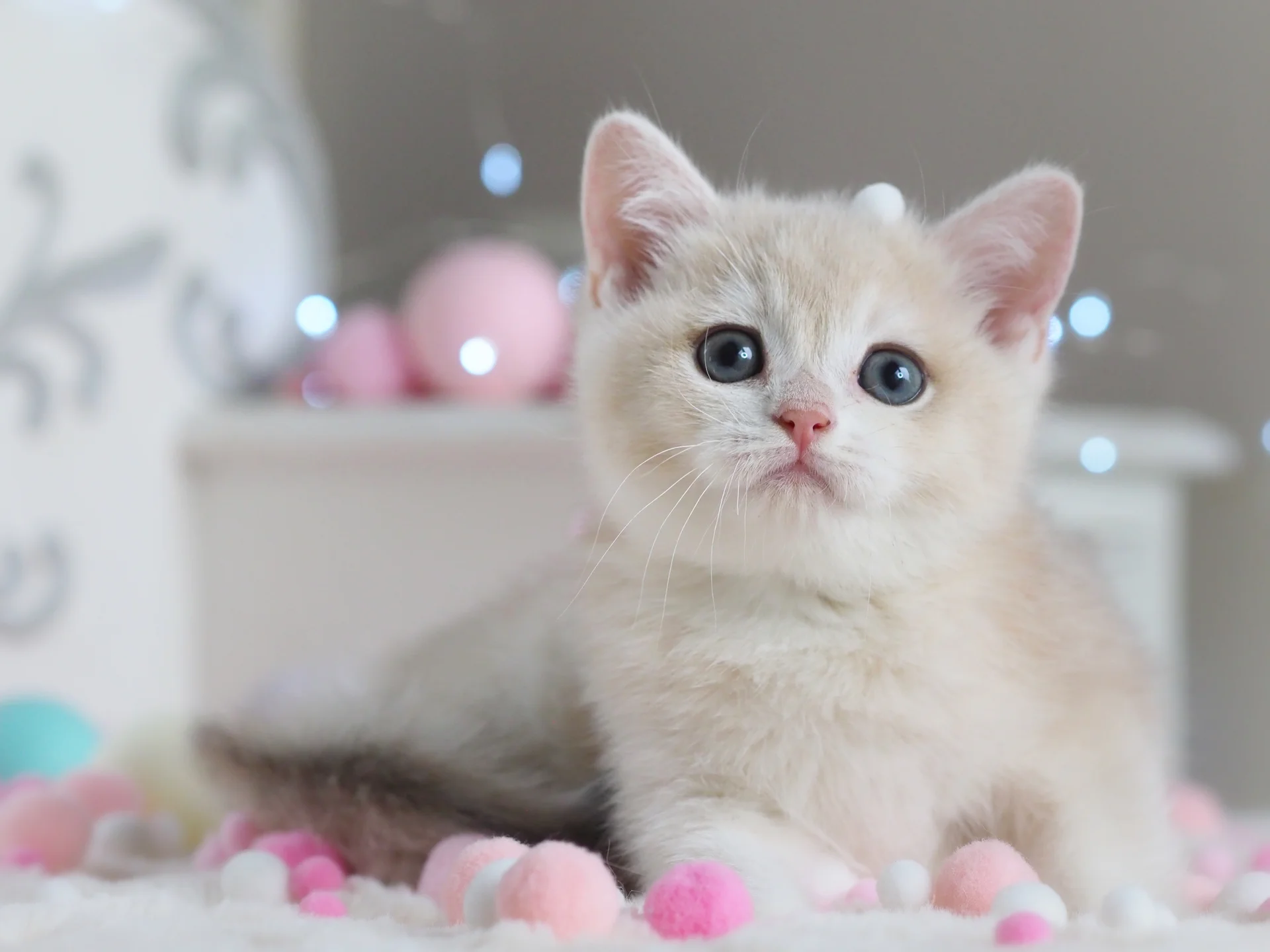 Британский котенок Феликс - миниатюра 5