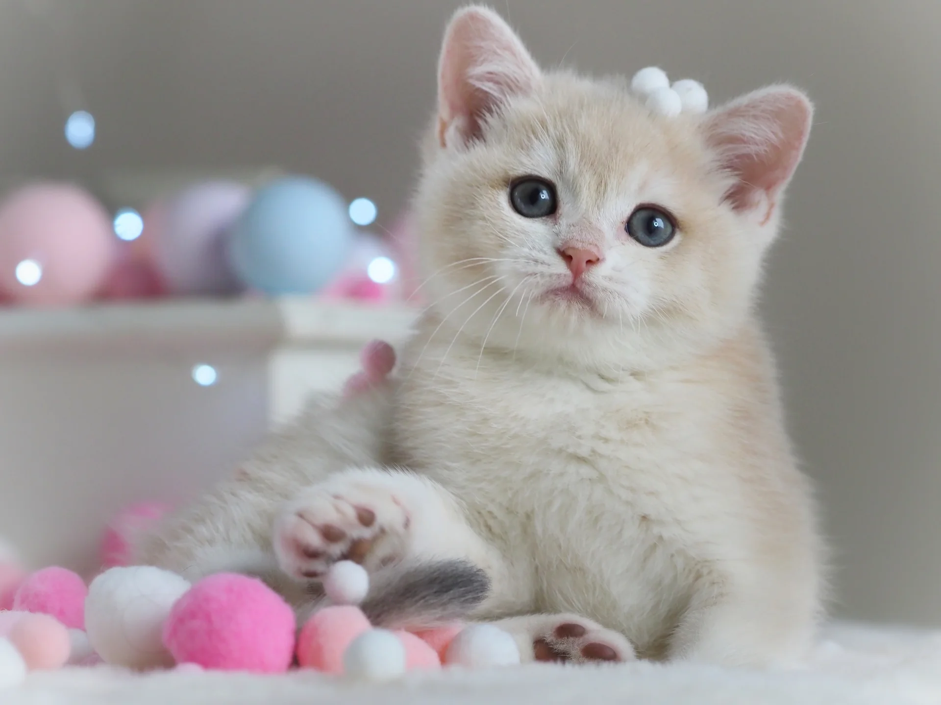 Британский котенок Феликс - миниатюра 6