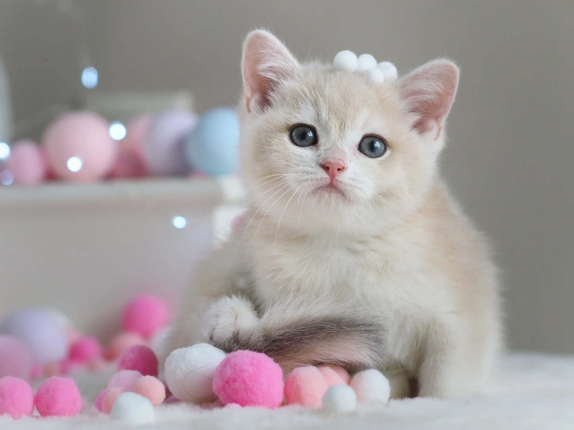 Британский котенок Феликс - миниатюра 7