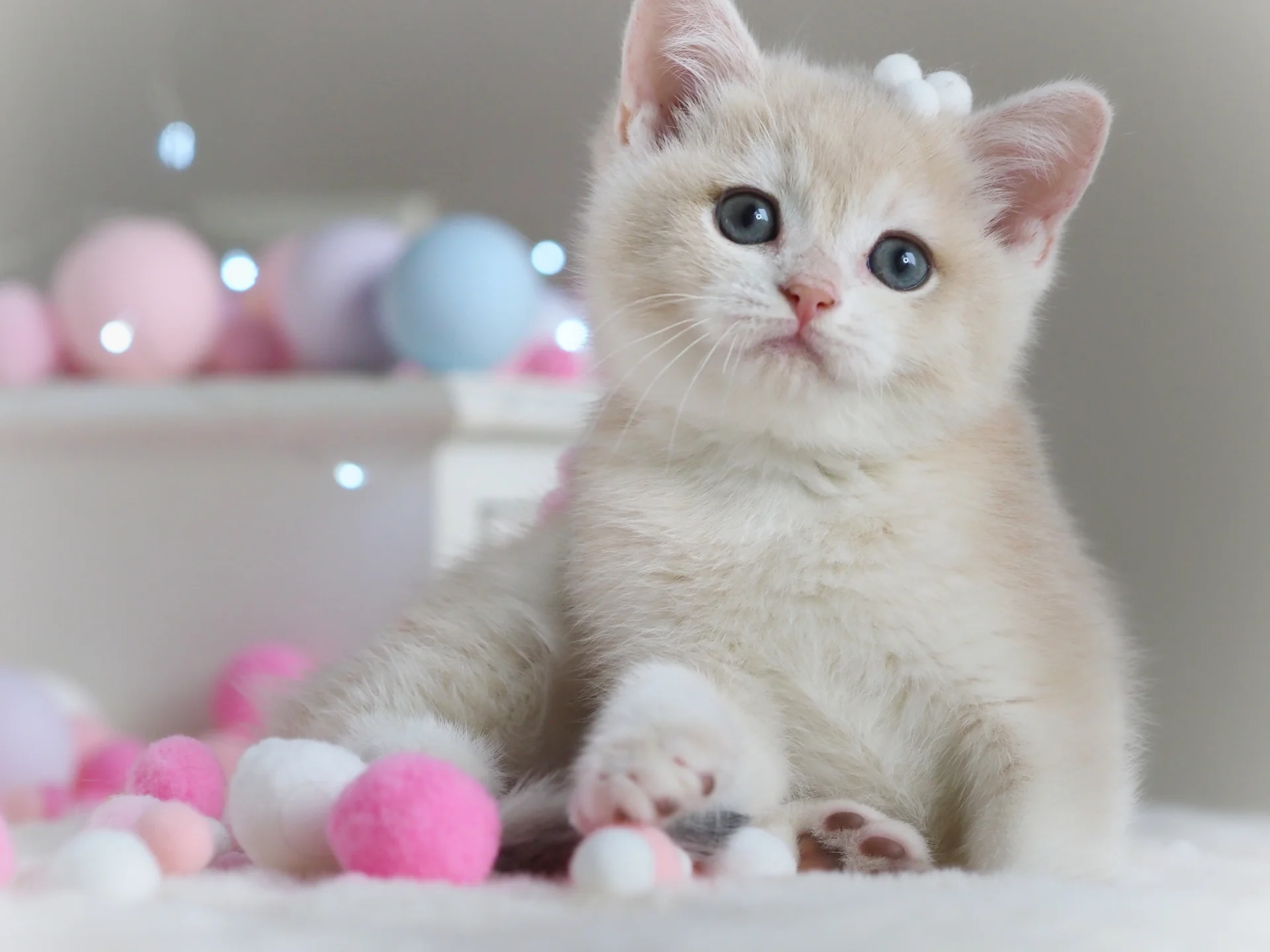 Британский котенок Феликс - миниатюра 8