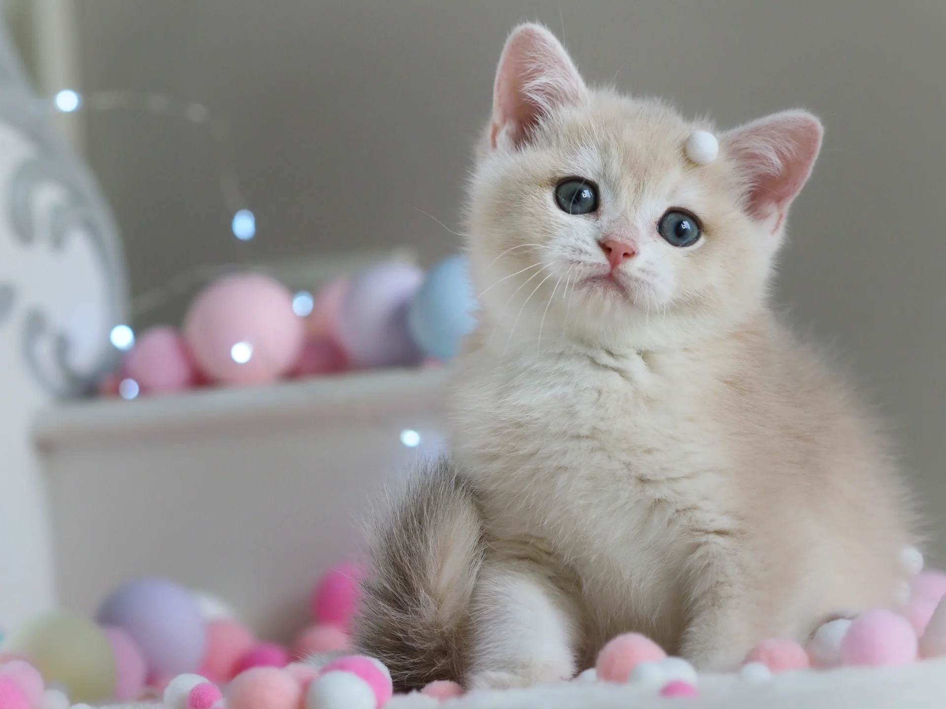 Британский котенок Феликс - миниатюра 9