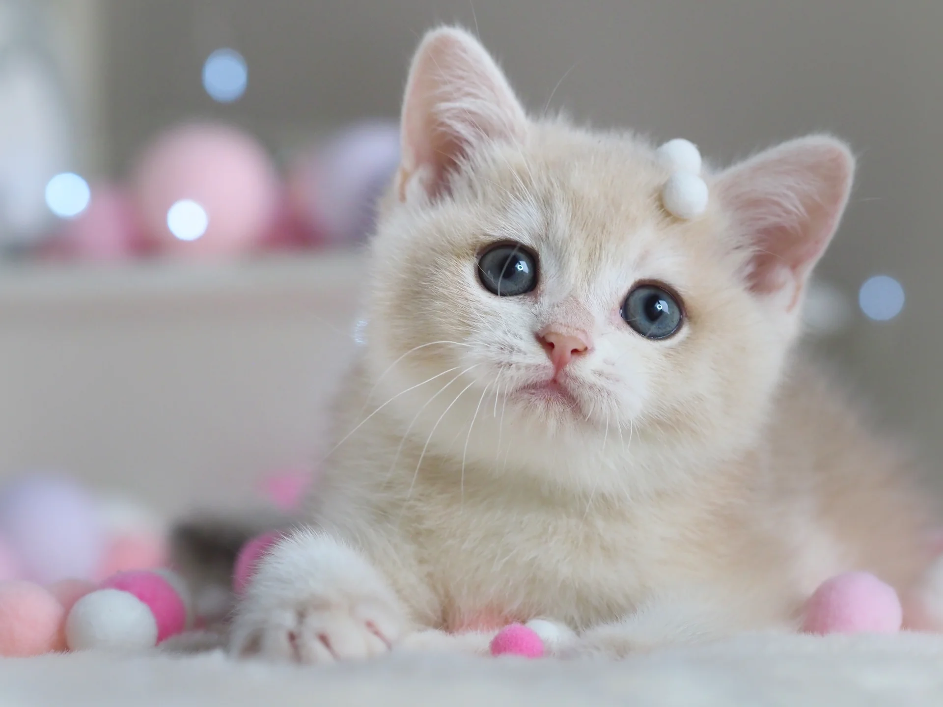 Британский котенок Феликс - миниатюра 10