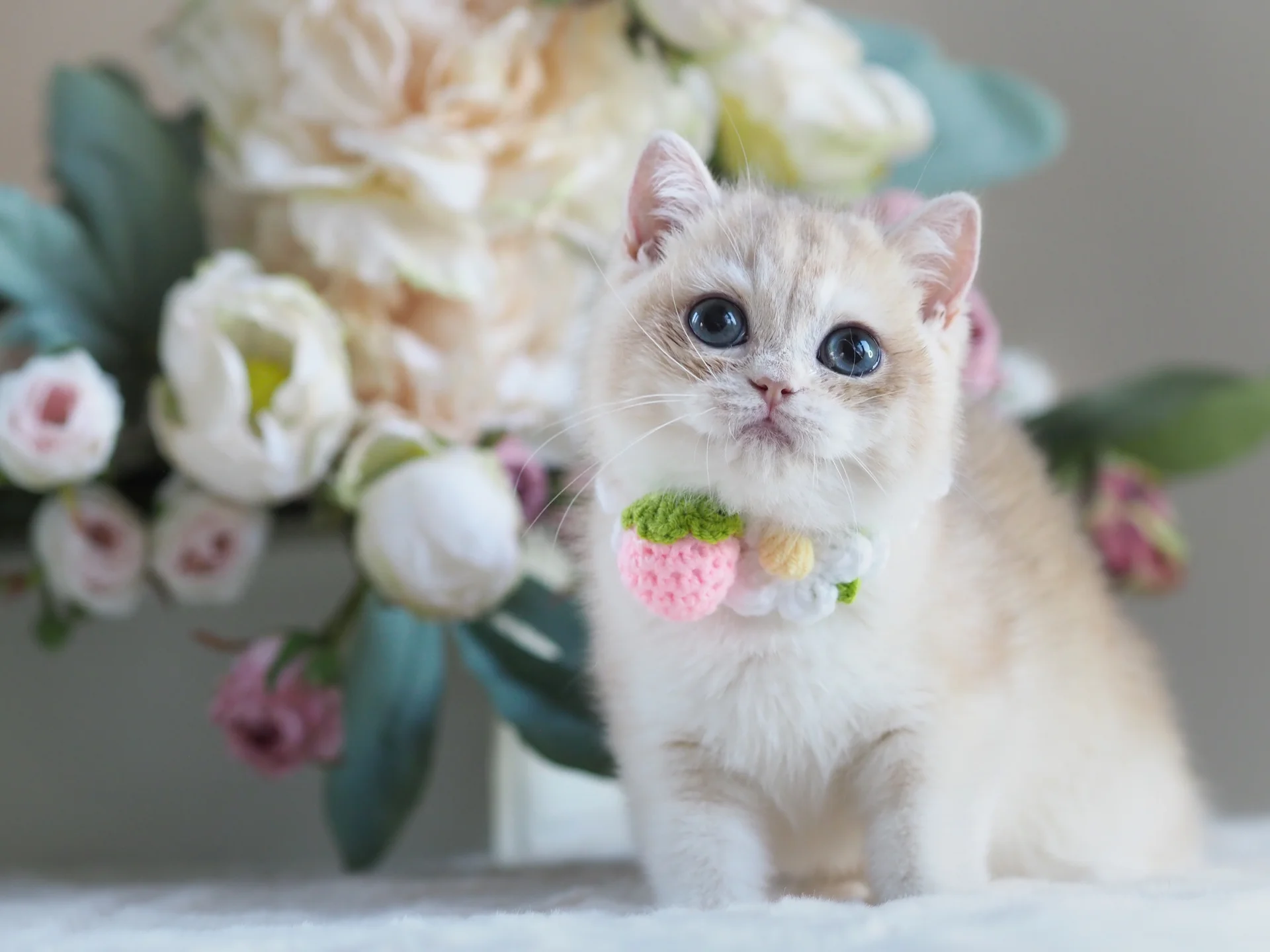 Британский котёнок Нюша - миниатюра 6