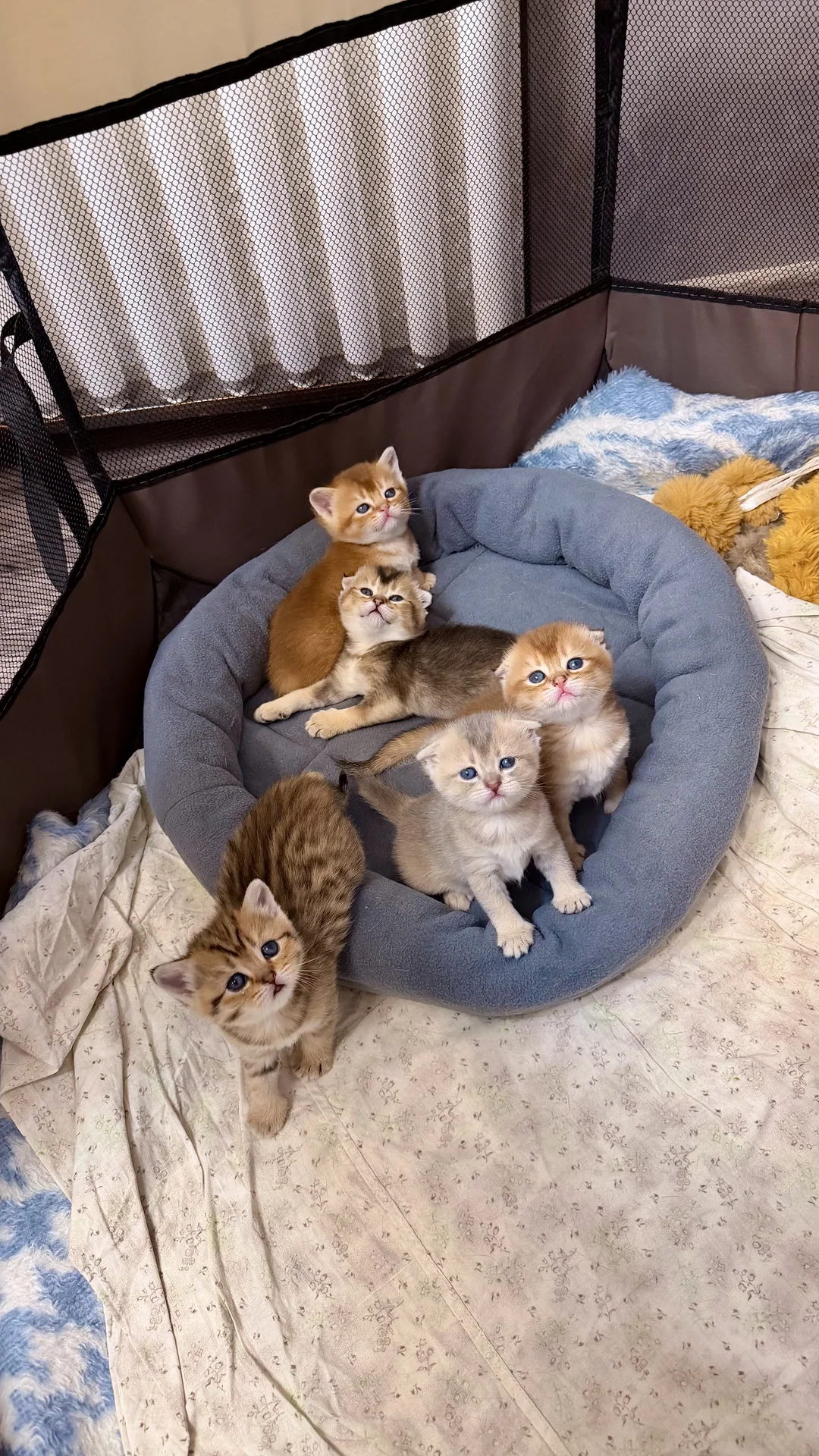 шотландские вислоухие котята - изображение 1