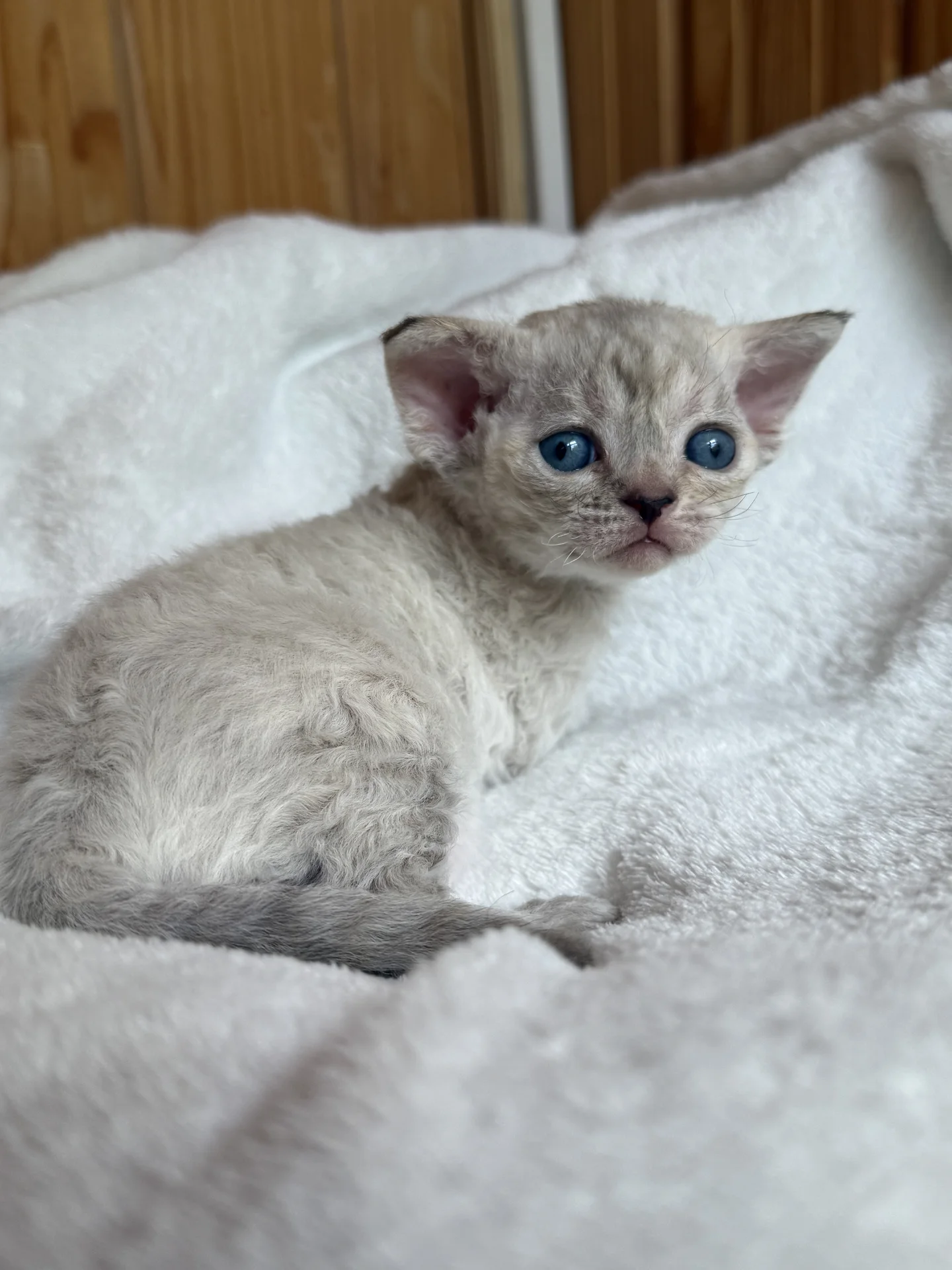 Голубоглазый котенок девон рекс - изображение 1
