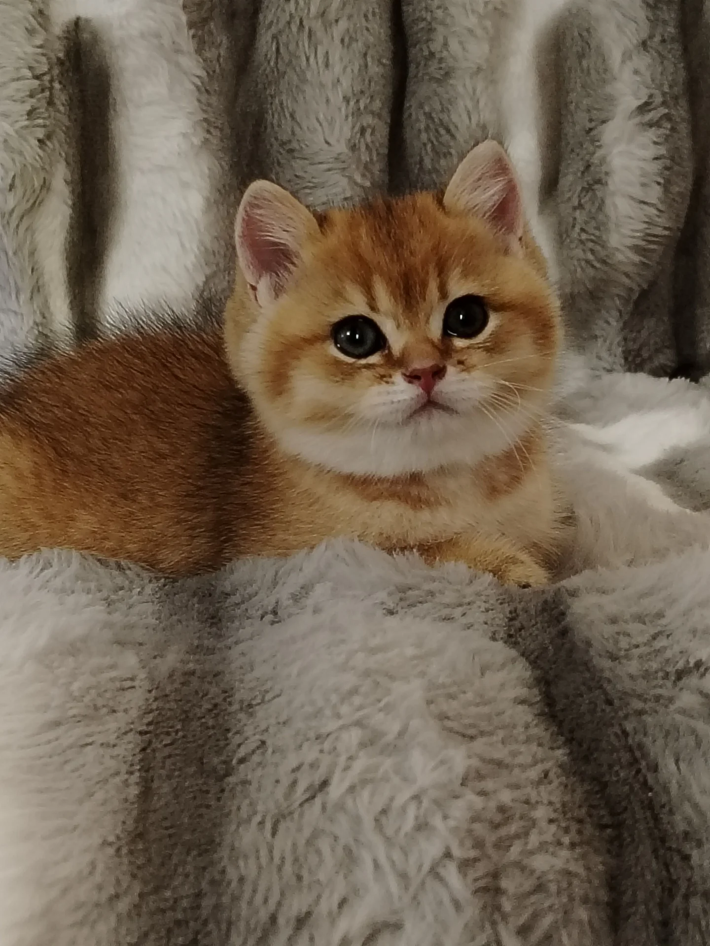 Котята - изображение 1