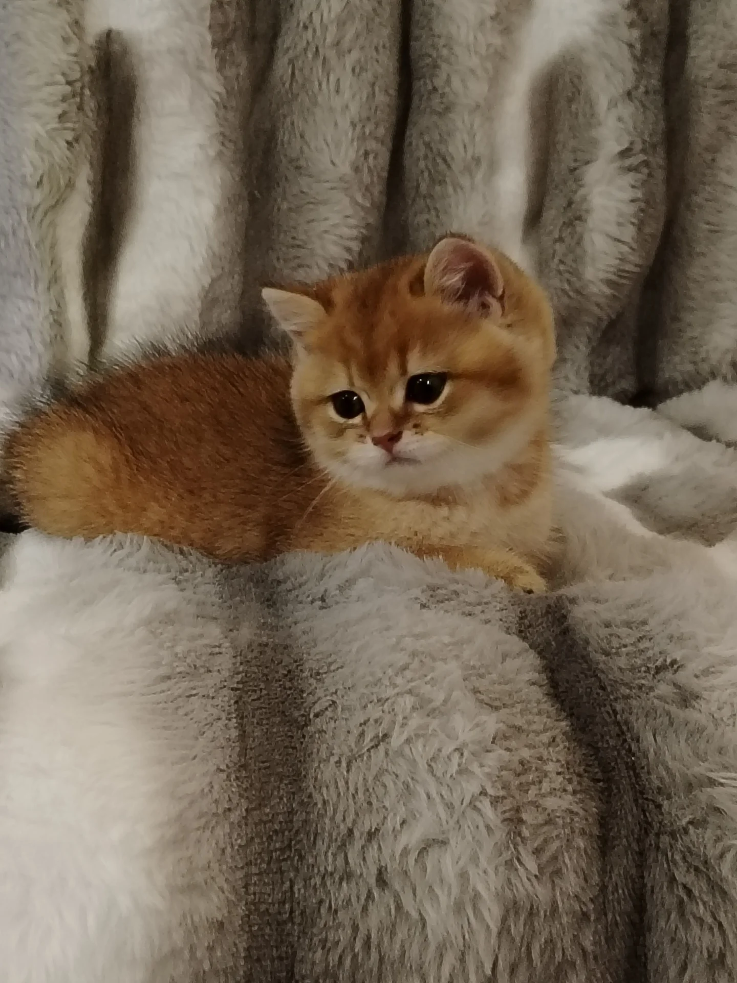 Котята - миниатюра 2
