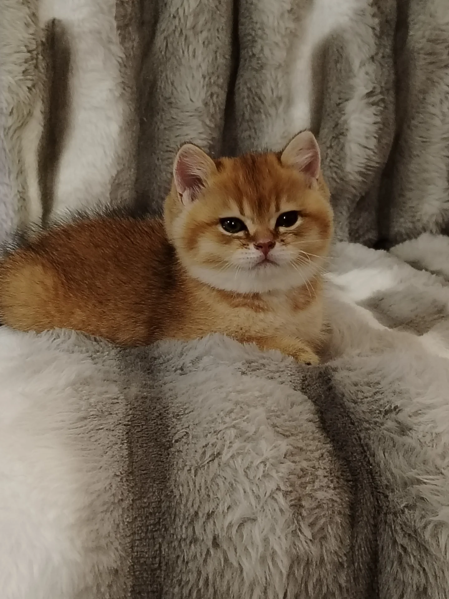 Котята - миниатюра 3