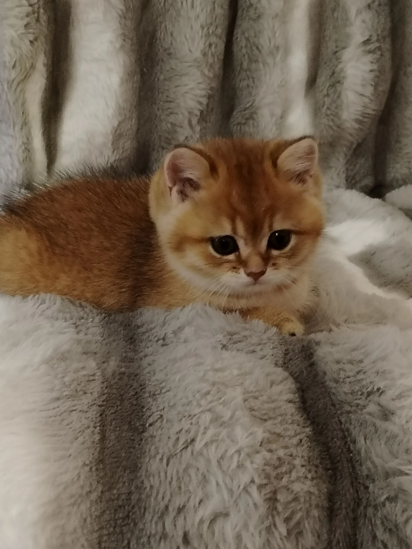 Котята - миниатюра 4