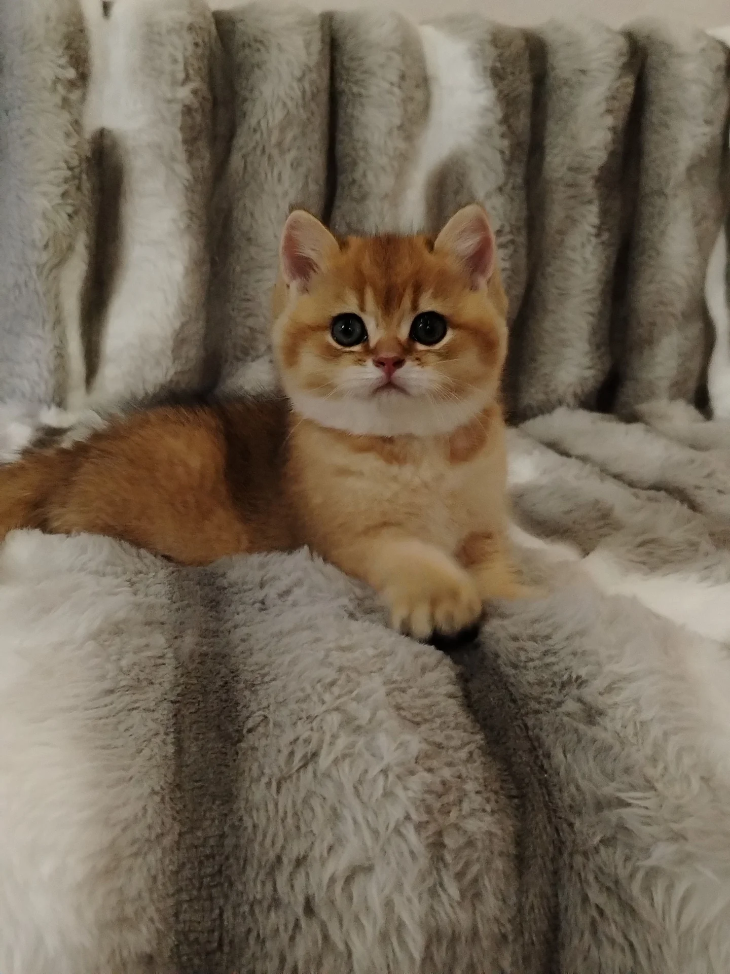 Котята - миниатюра 5