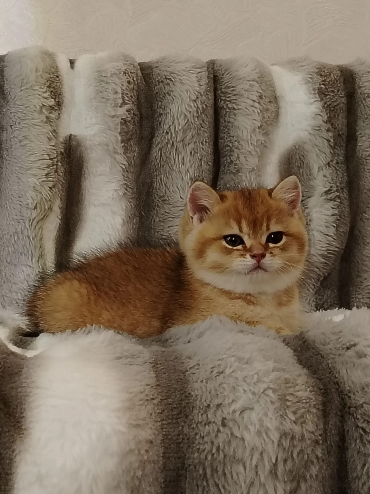 Котята - миниатюра 6
