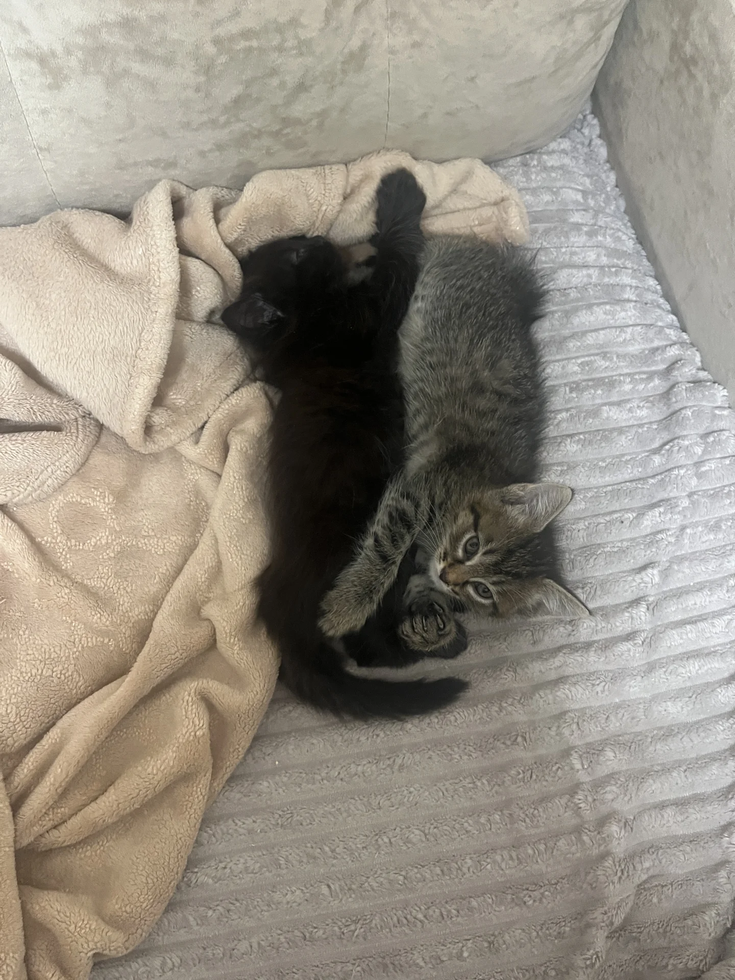Котята - миниатюра 2