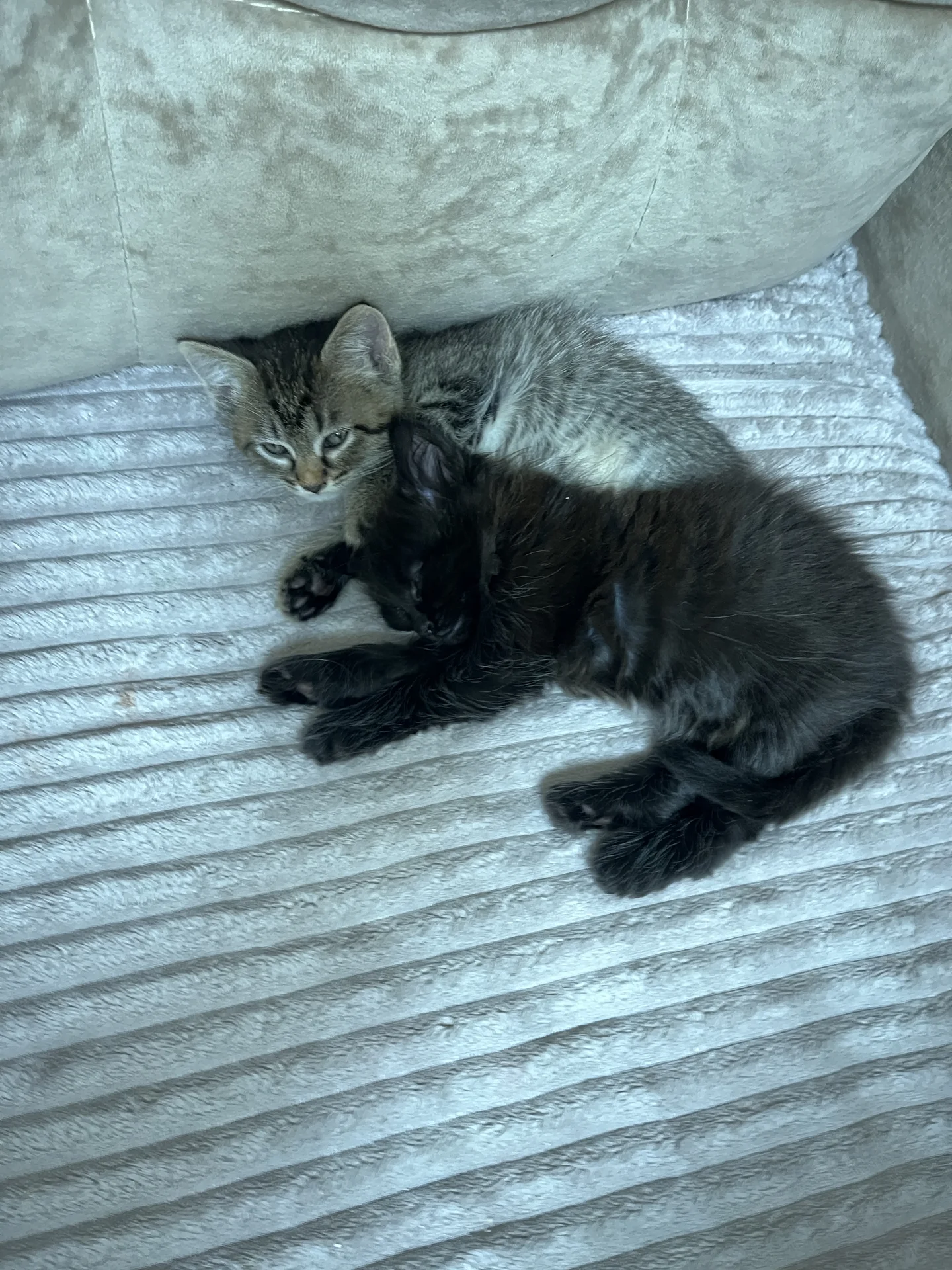Котята - миниатюра 3