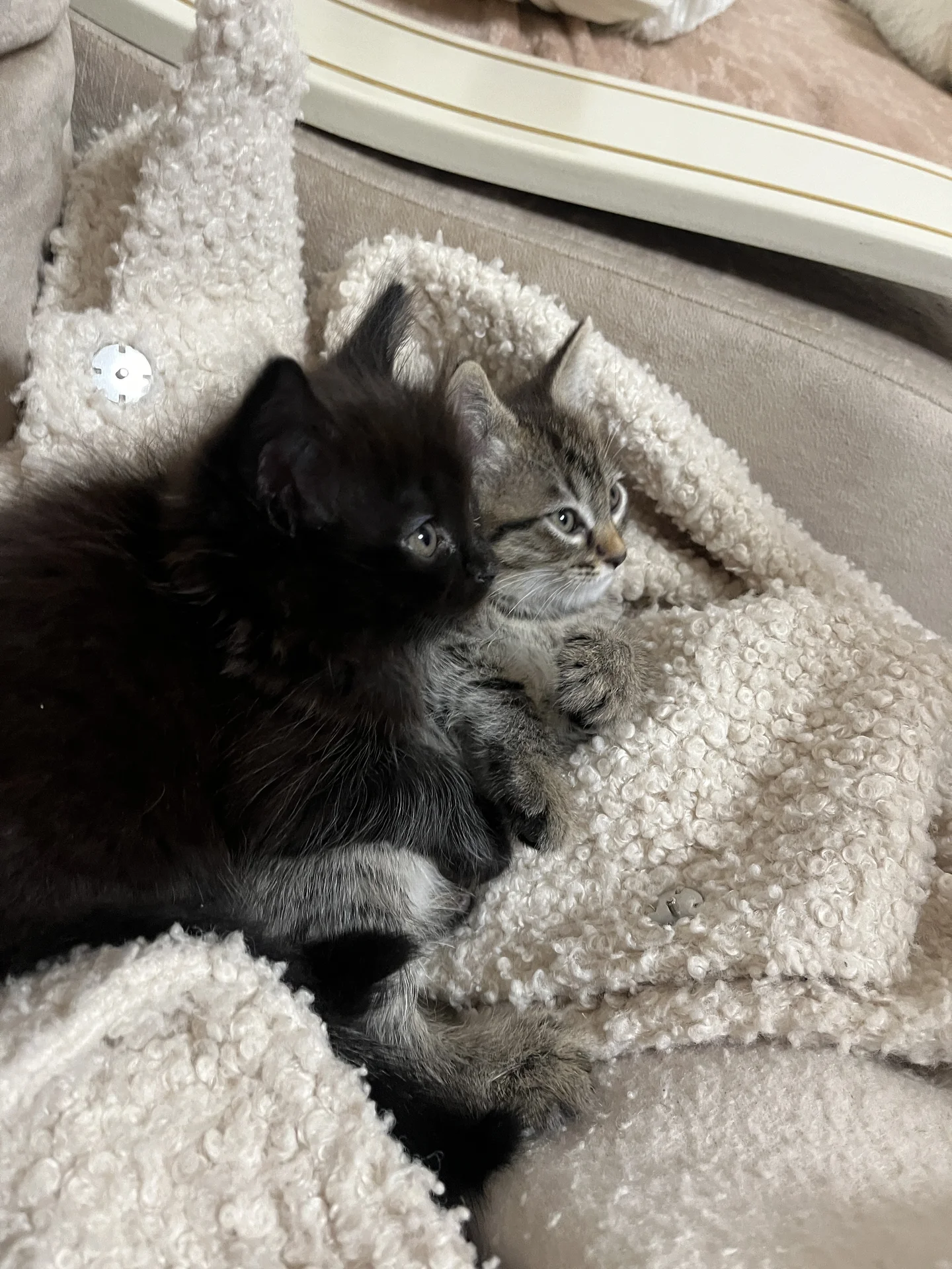 Котята - миниатюра 5