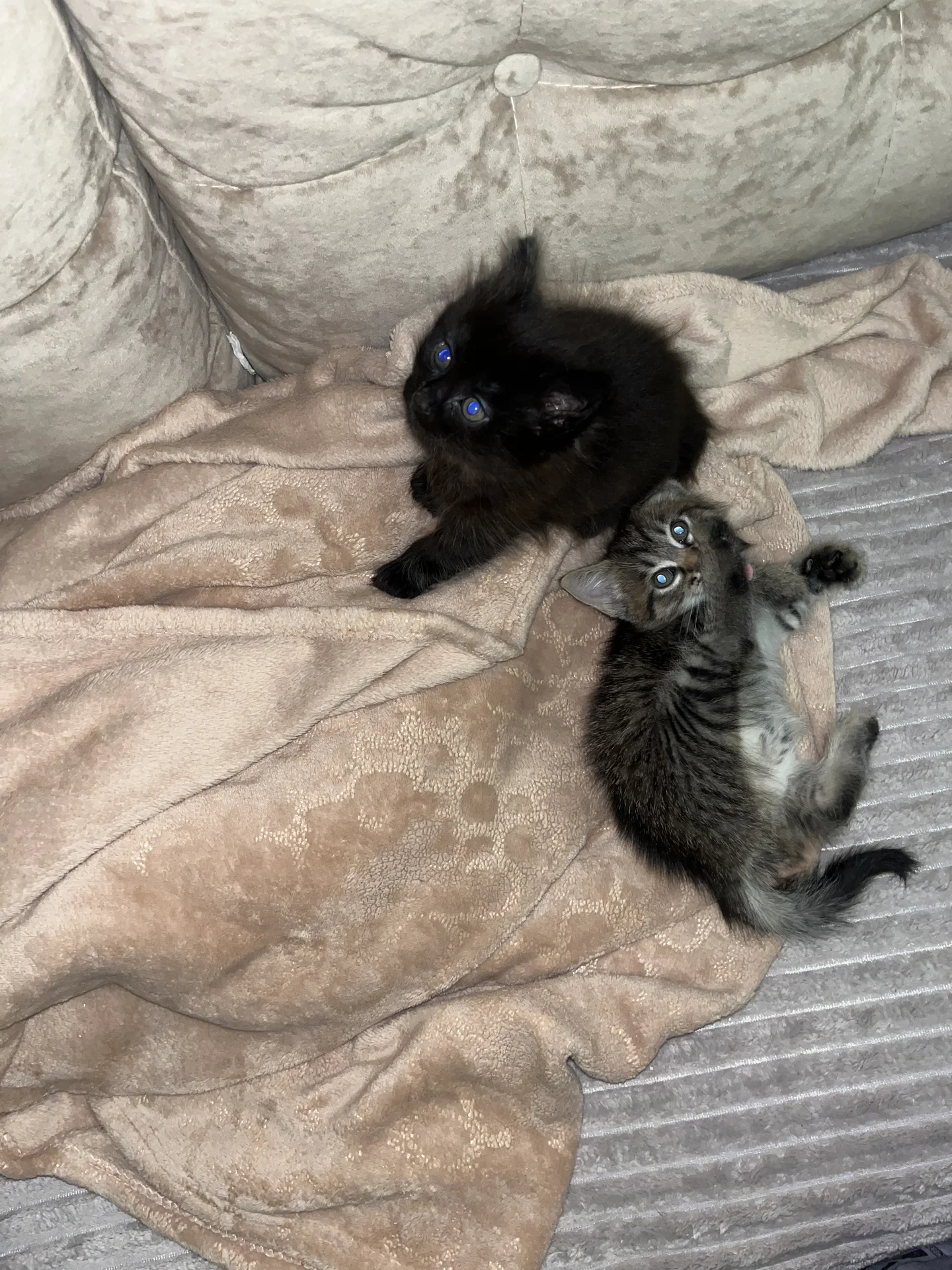Котята - миниатюра 6