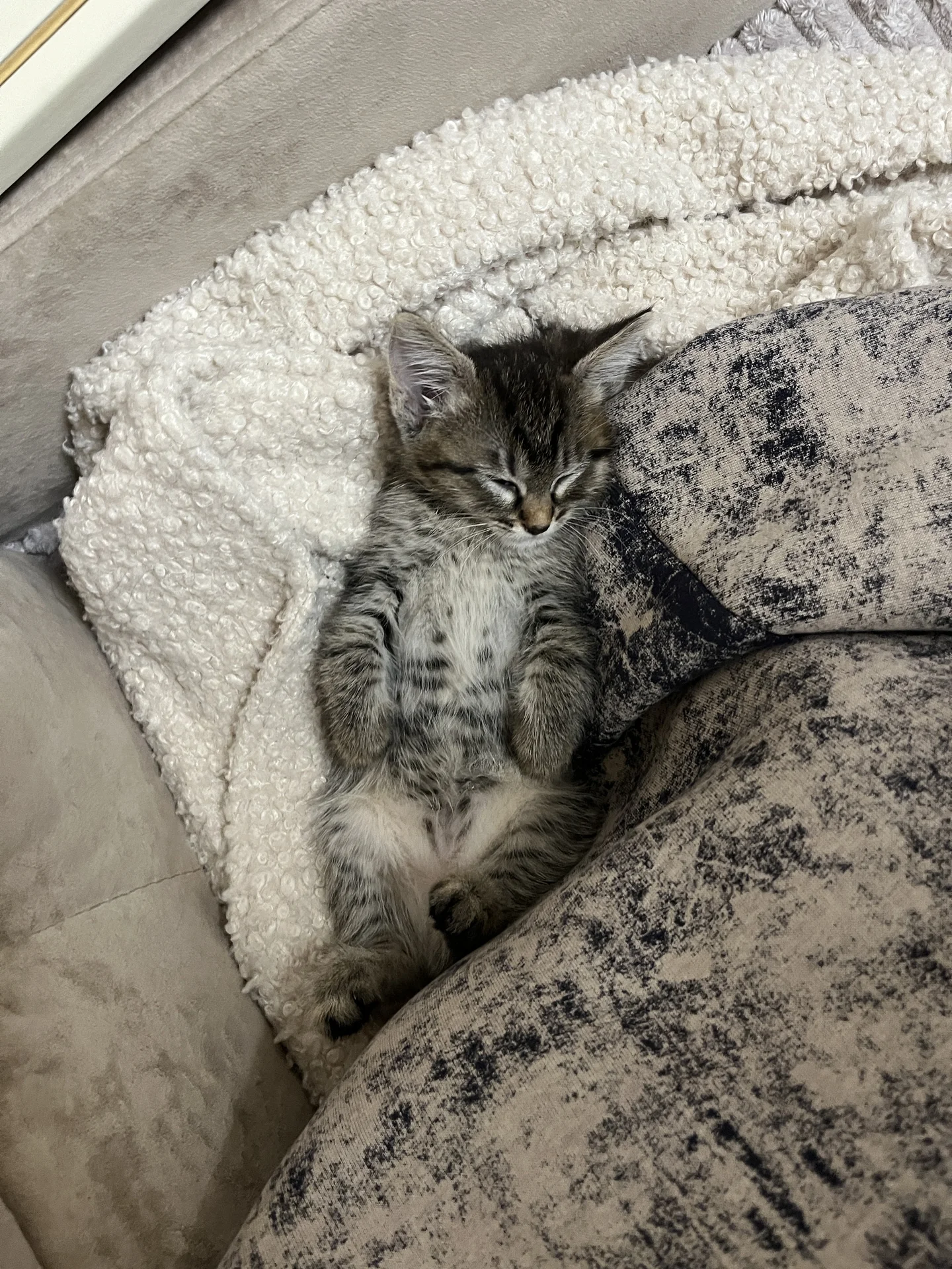 Котята - миниатюра 7