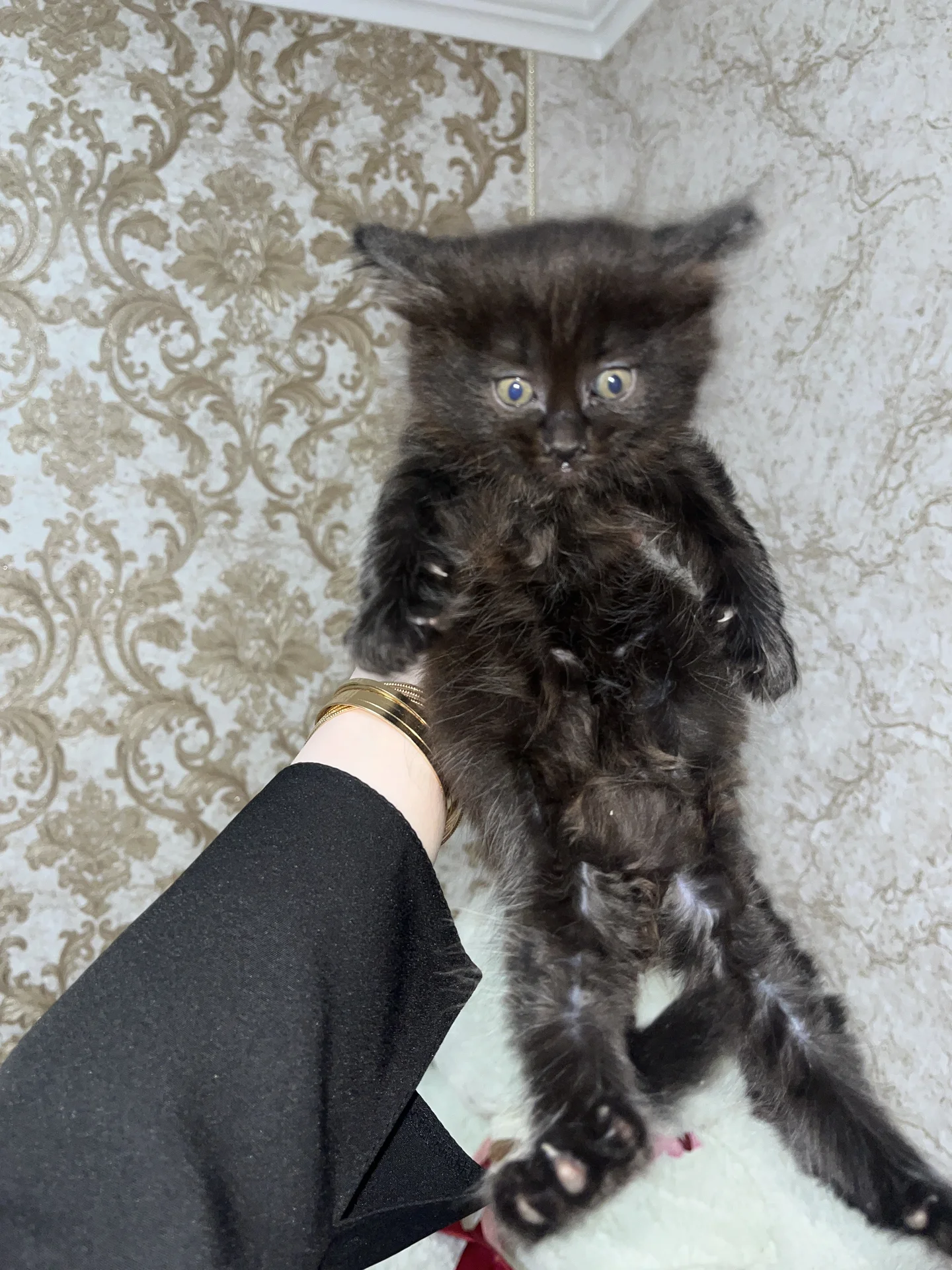 Котята - миниатюра 9