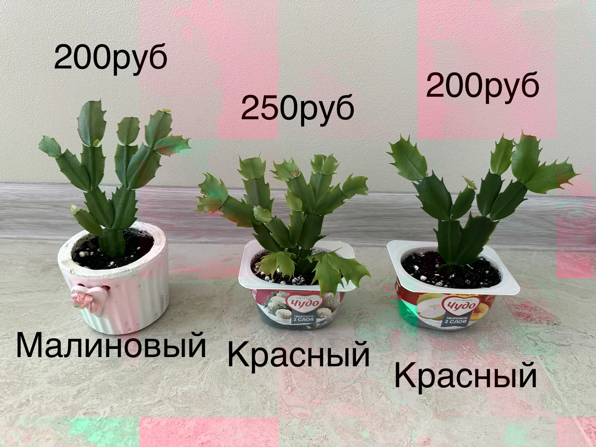 Декабрист красный и малиновый - миниатюра 3