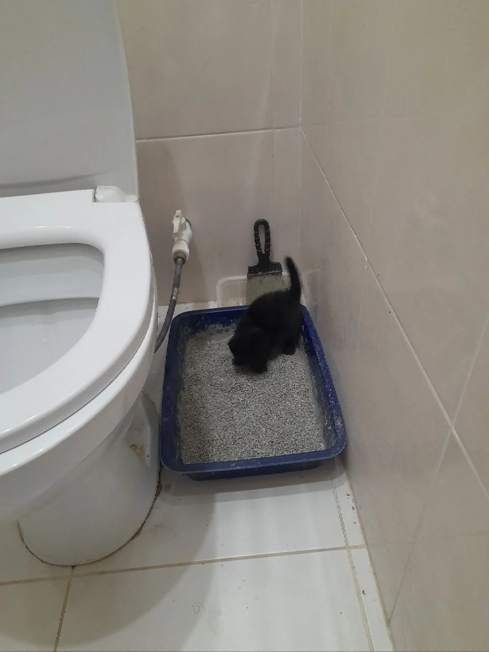 Котенок в добрые руки - миниатюра 2