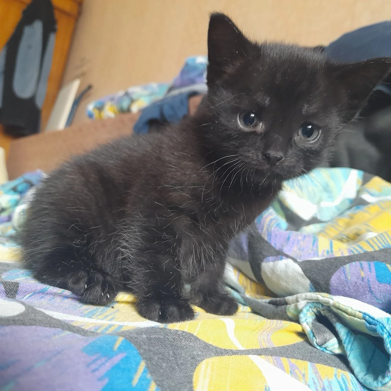 Котенок в добрые руки - миниатюра 3