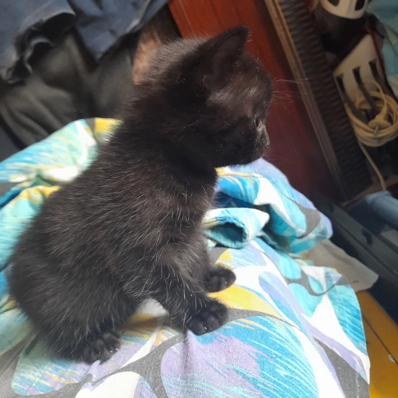 Котенок в добрые руки - миниатюра 4