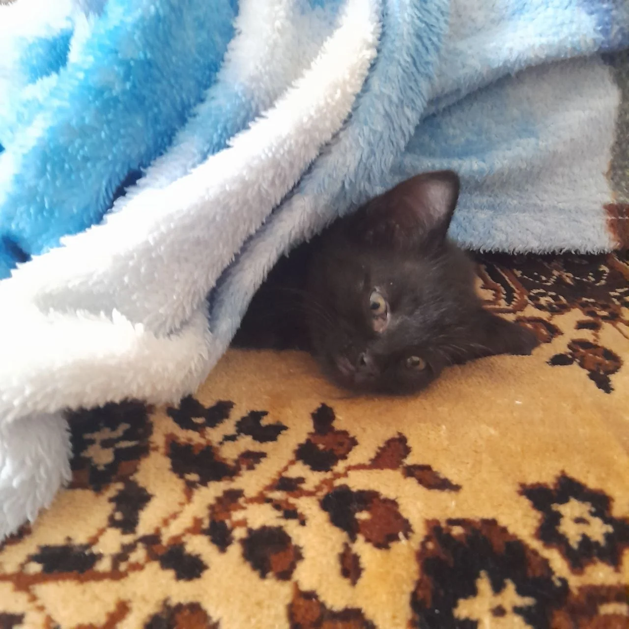 Котенок в добрые руки - миниатюра 5