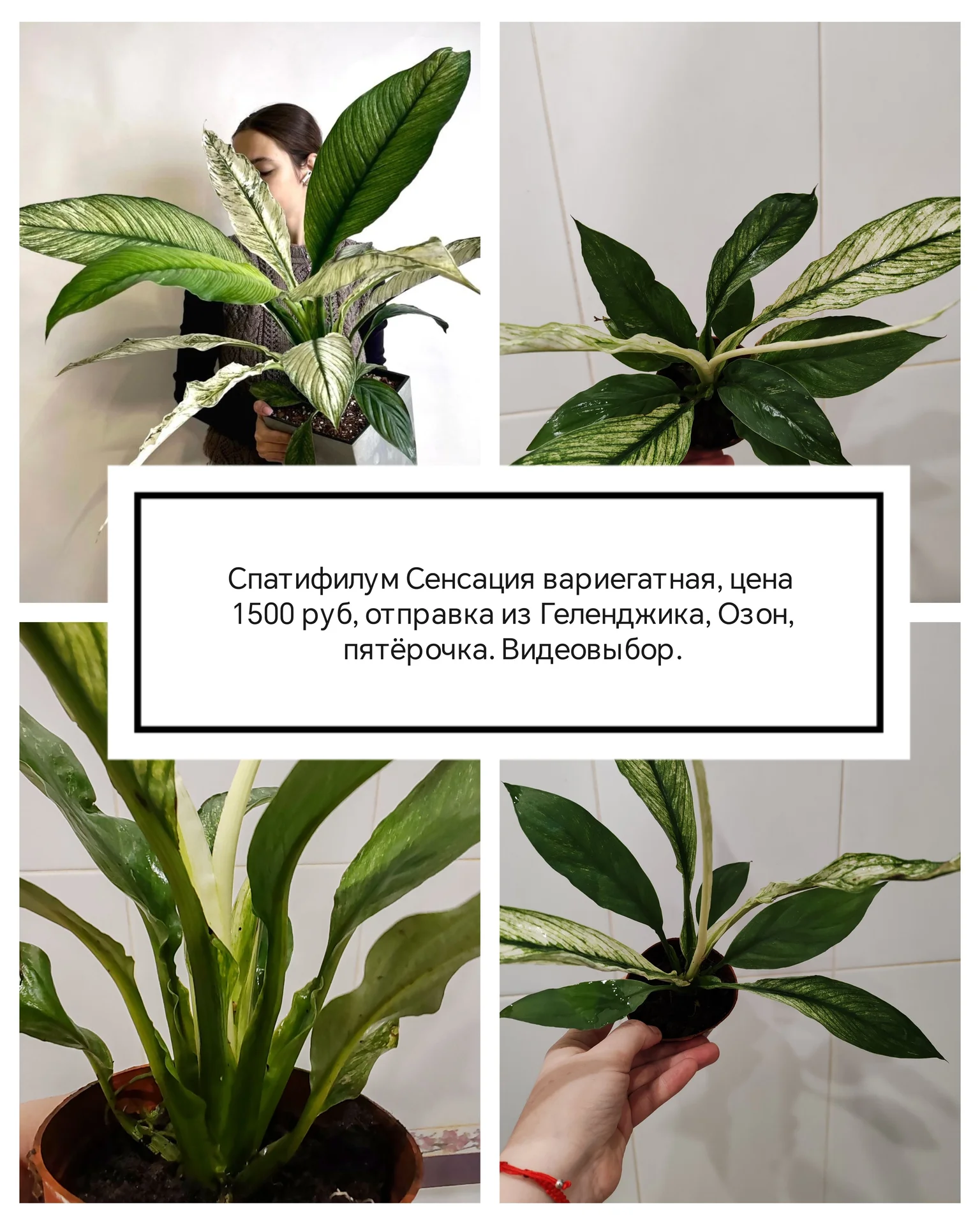 Спатифилум Сенсация Вариегатная подростки - изображение 1