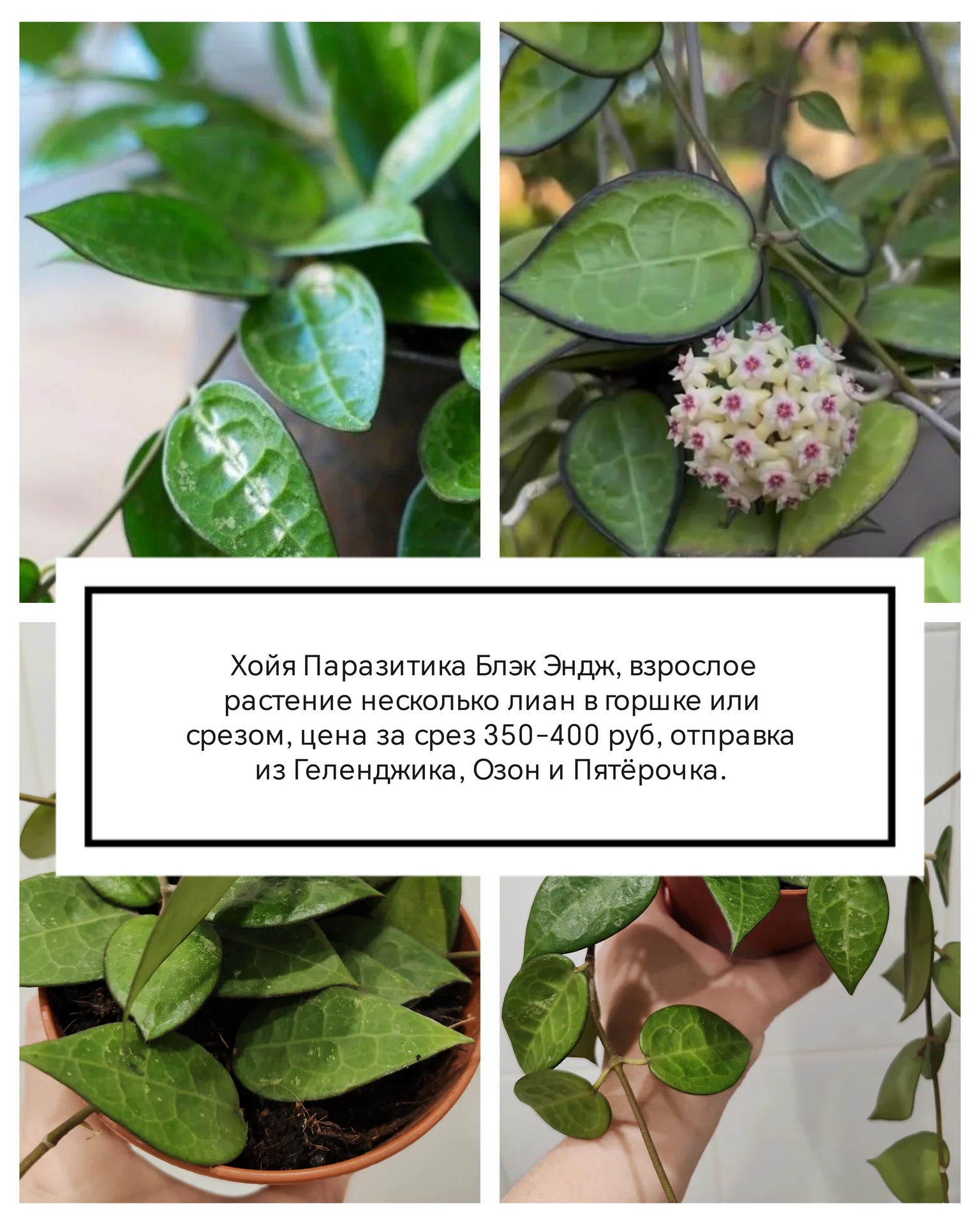 Хойи разные на срез и укоренённые - миниатюра 2